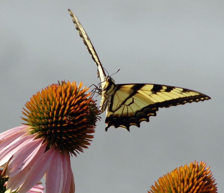 butterfly on coneflower 2014_edited-2